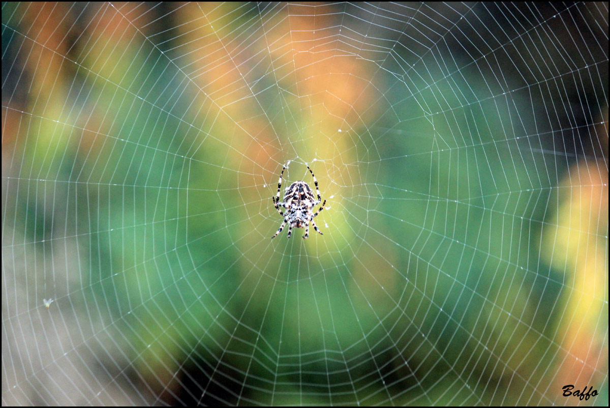 Araneus cf. circe - Isola di Cherso (Croazia)